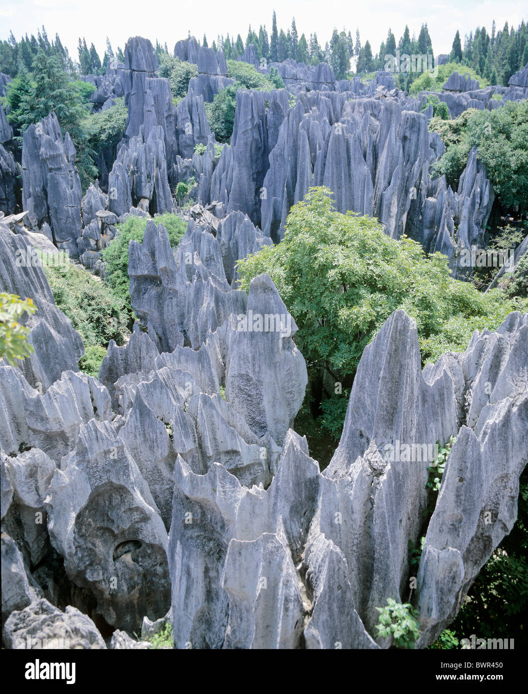 Cina Asia la foresta di pietra Shilin County nella provincia dello Yunnan a sud-est della città di Kunming Asia paesaggio carsico scogli di roccia Foto Stock
