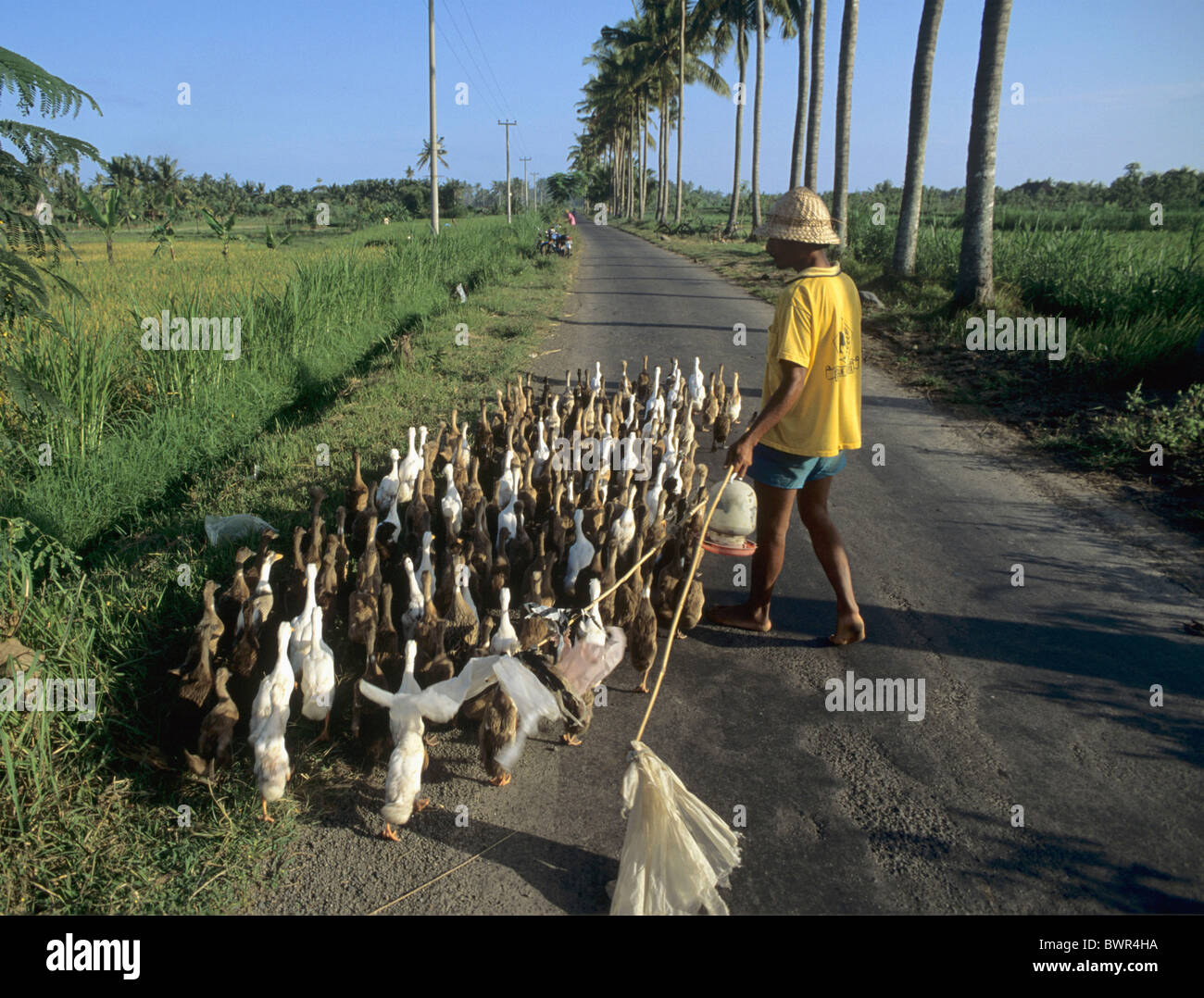 Indonesia isola di Bali Gianyar contadino a piedi il suo gregge anatre strada paese Asia duck allevamenti avicoli farme Foto Stock