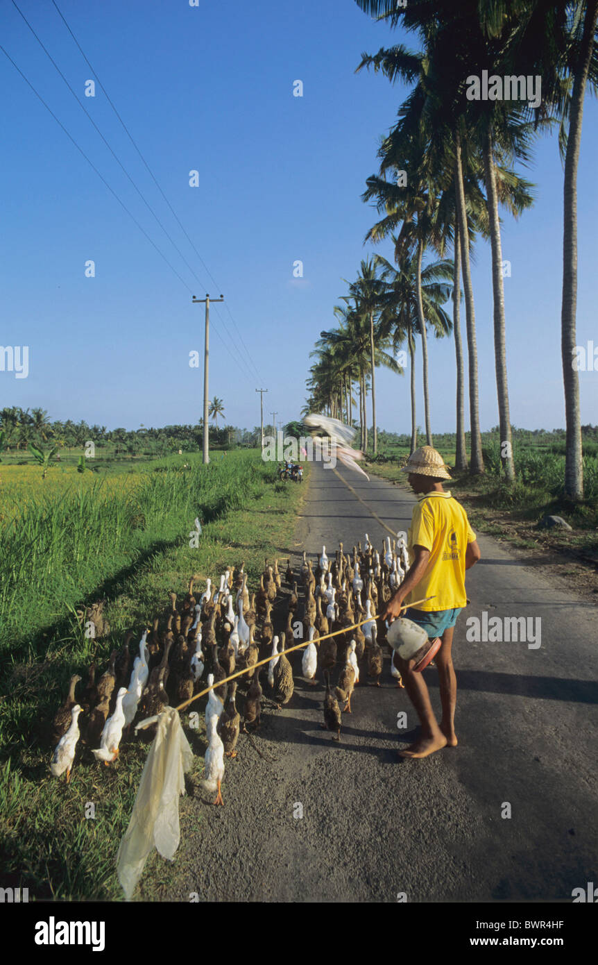 Indonesia isola di Bali Gianyar contadino a piedi il suo gregge anatre strada paese Asia duck allevamenti avicoli farme Foto Stock