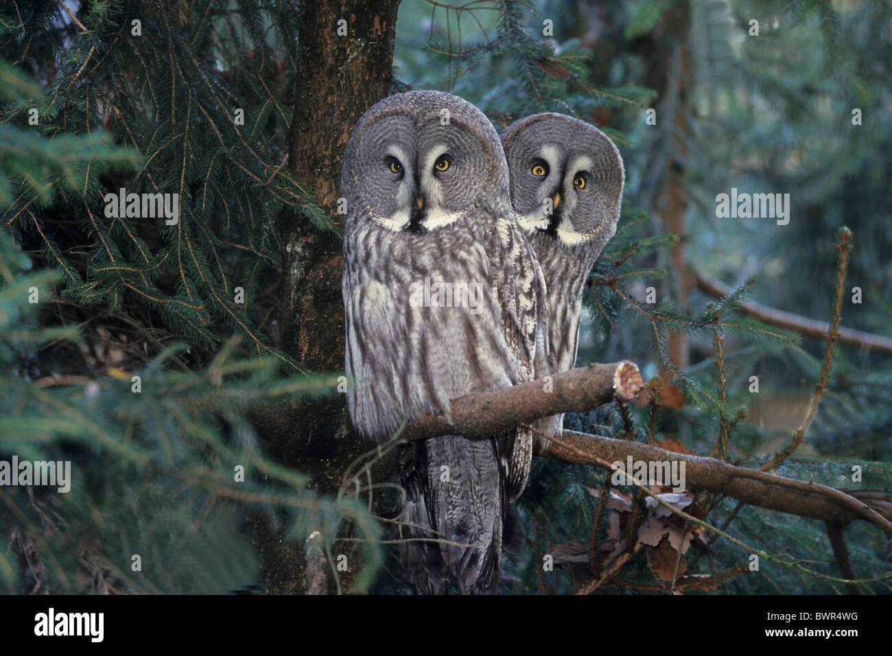 Grande Gufo grigio Strix nebulosa di due uccelli bird Foto Stock