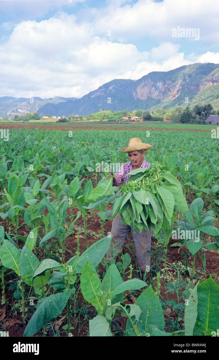 Cuba raccolto di tabacco Pinar del Rio Valle de Vinales America Caraibi raccolto di tabacco agricoltura la mietitura Foto Stock