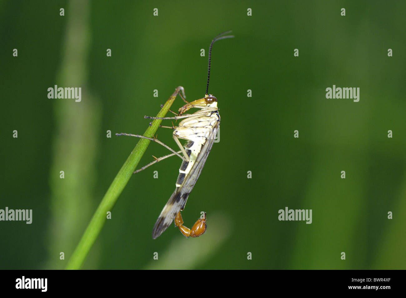 Comune (scorpionfly Panorpa communis) maschio su erba a molla Foto Stock