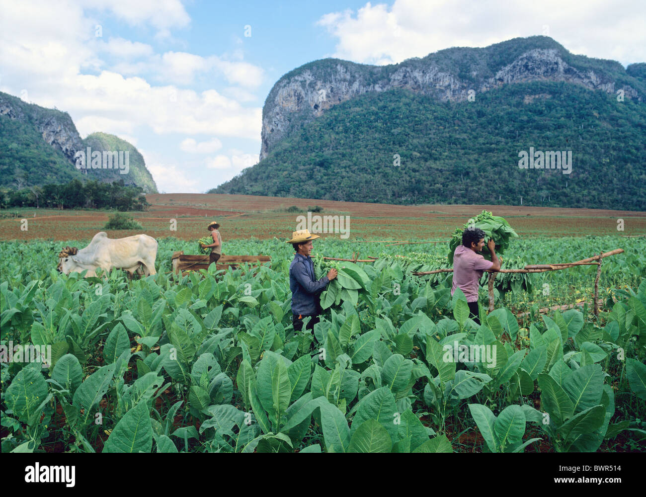 Cuba raccolto di tabacco Pinar del Rio Valle de Vinales America Caraibi raccolto di tabacco agricoltura la mietitura Foto Stock
