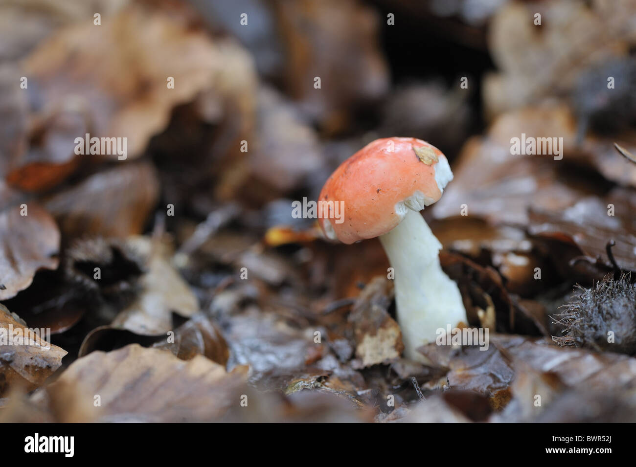 Sickener (Russula emetica) in autunno - Louvain-La-Neuve - Belgio Foto Stock