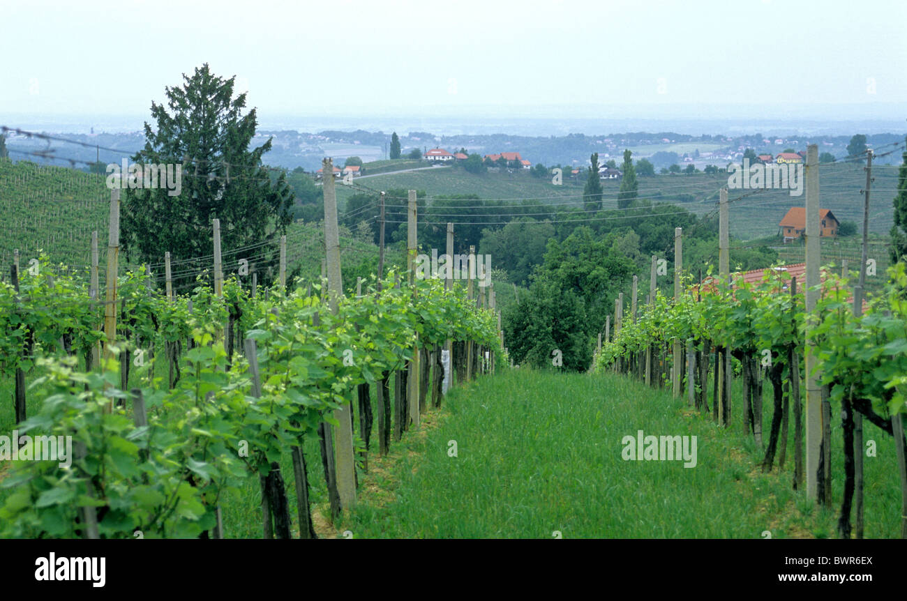 La Slovenia Jeruzalem regione vinicola del paesaggio di vigneti vigna colline Europa agricoltura Foto Stock