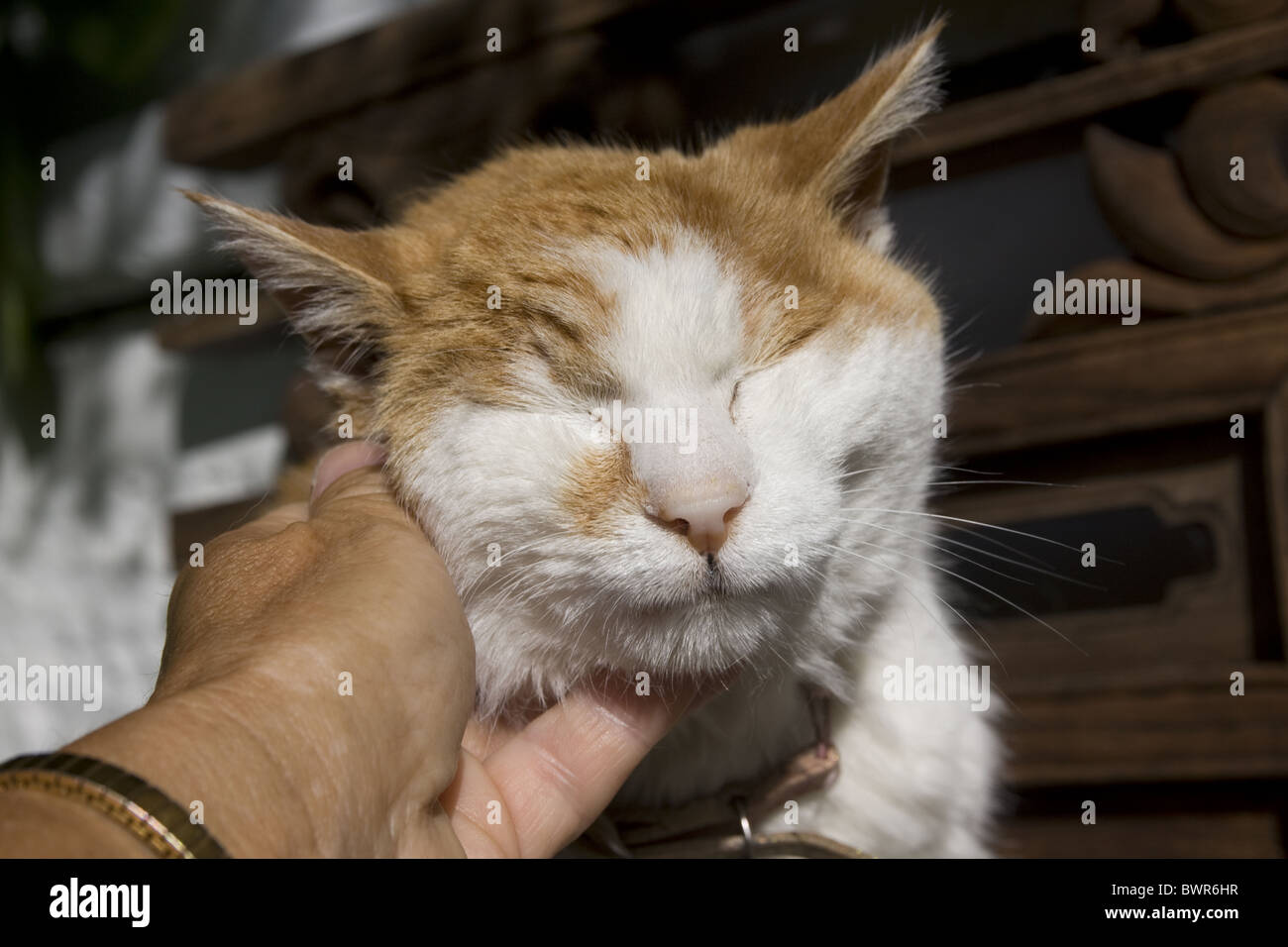 Persona stroking anziani cat Foto Stock