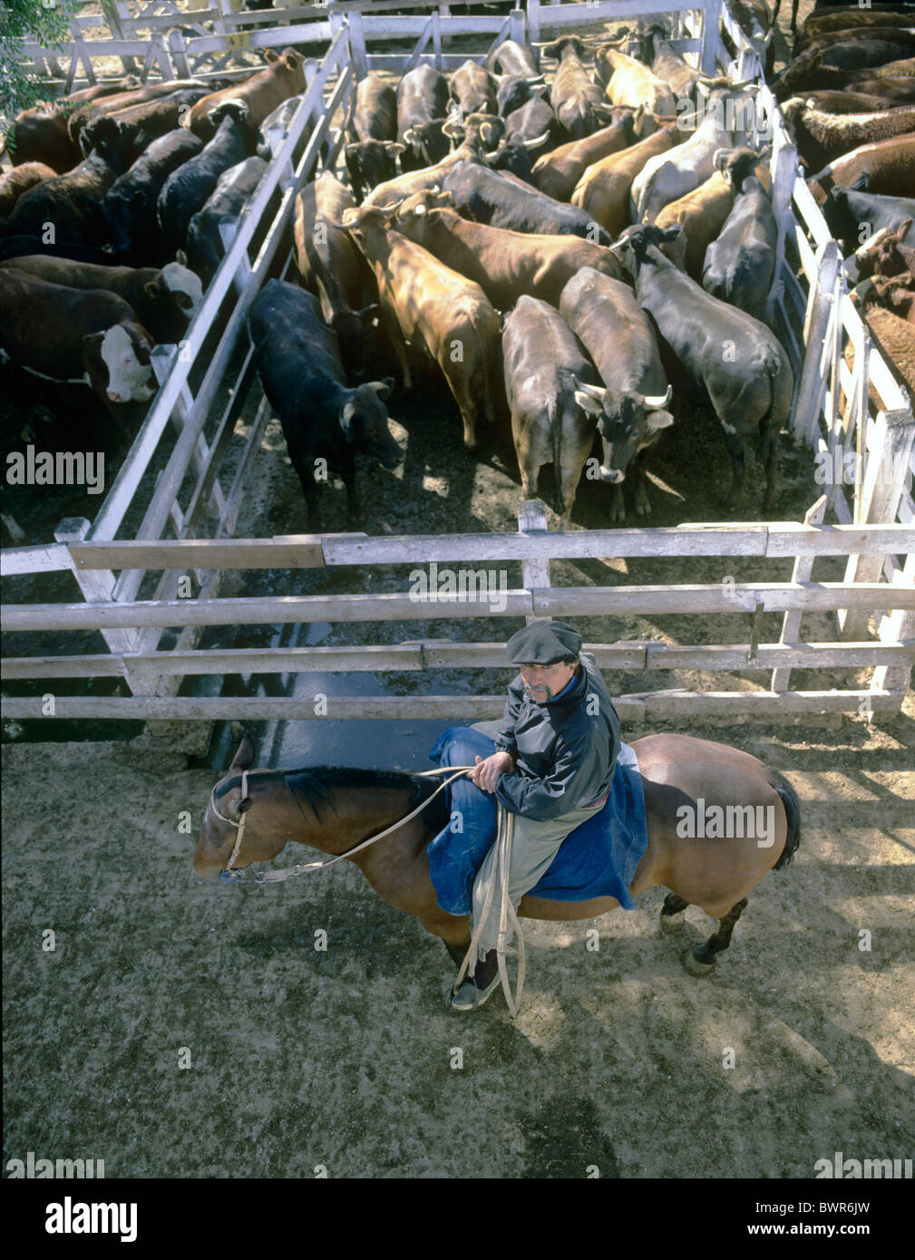 Argentina Sud America Buenos Aires Mercado de Liniers gauchos gaucho carni bovine mercato del bestiame in Sud America cattl Foto Stock