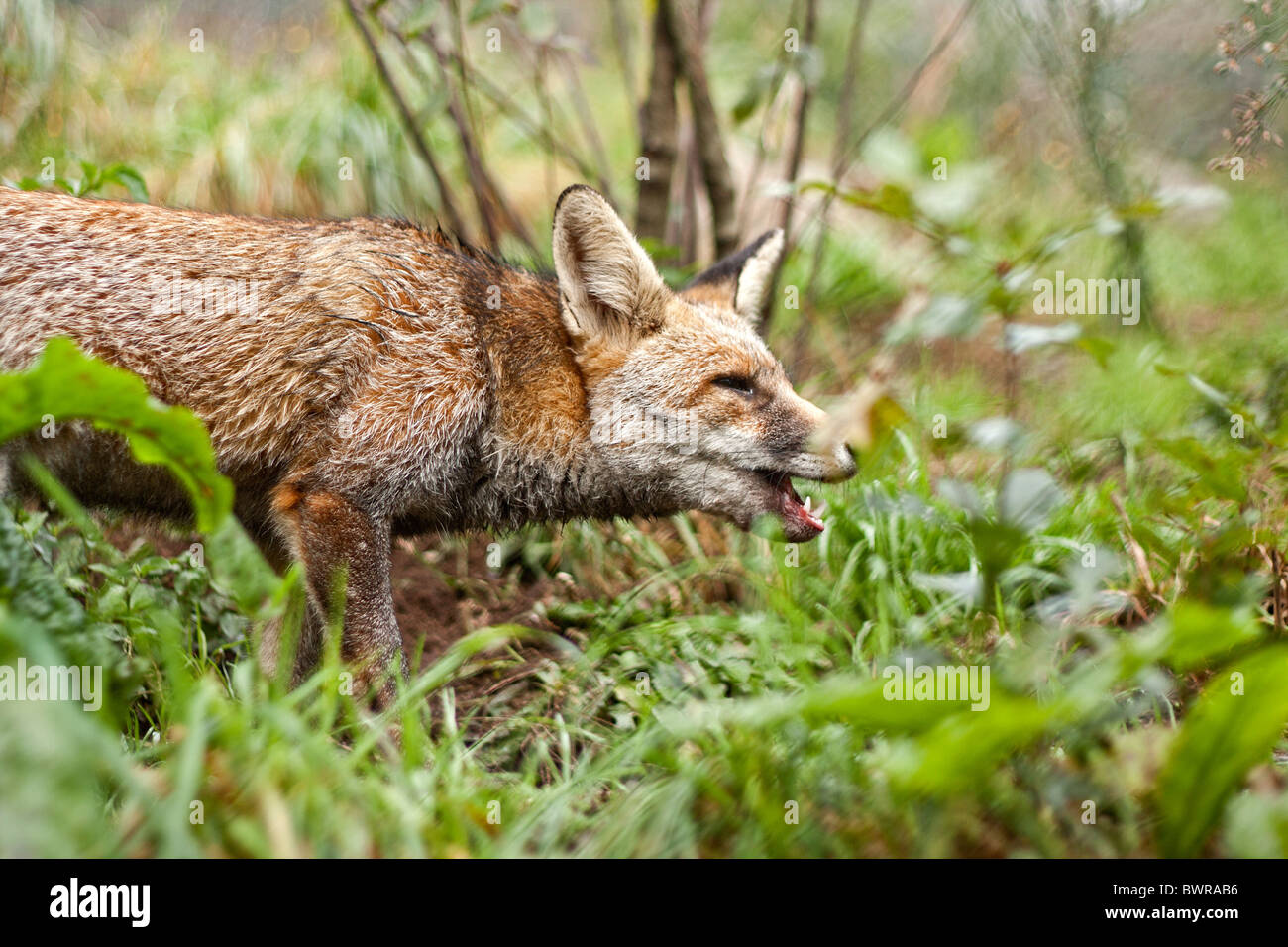 Fox aggressiva ringhiando in portoghese boschi Foto Stock