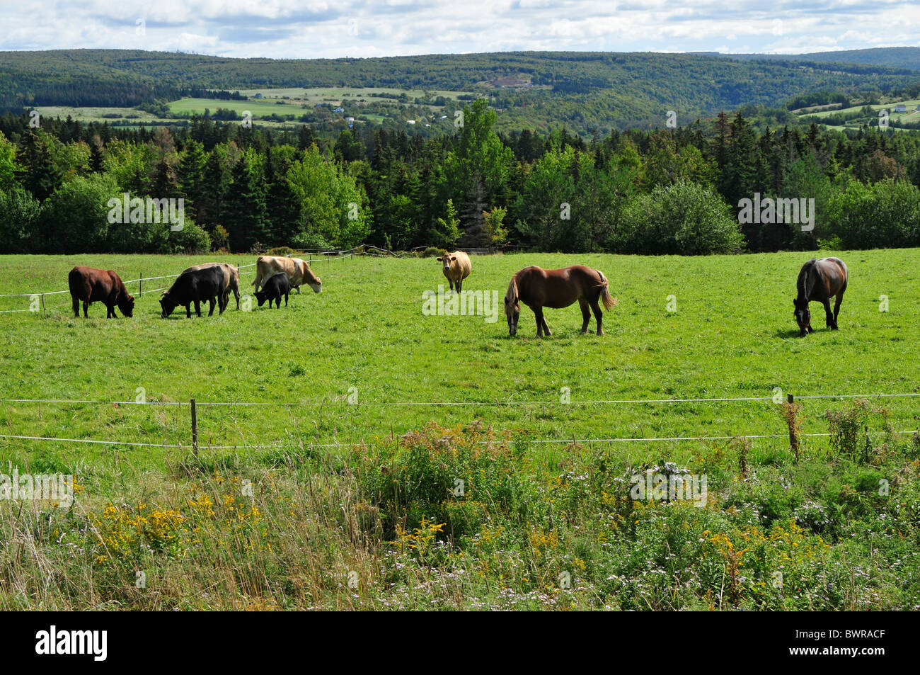 Cavalli e bestiame al pascolo in un agricoltore nel campo New Brunswick. Foto Stock