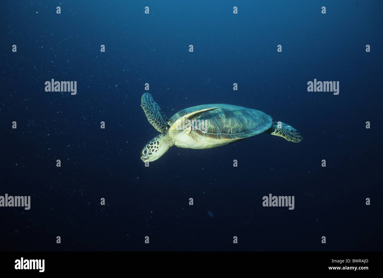 Borneo malese Isola a sudest Asiatico Stato di Sabah Sipadan Island Pulau Sipadan immersione subacquea Immersioni Chel Foto Stock