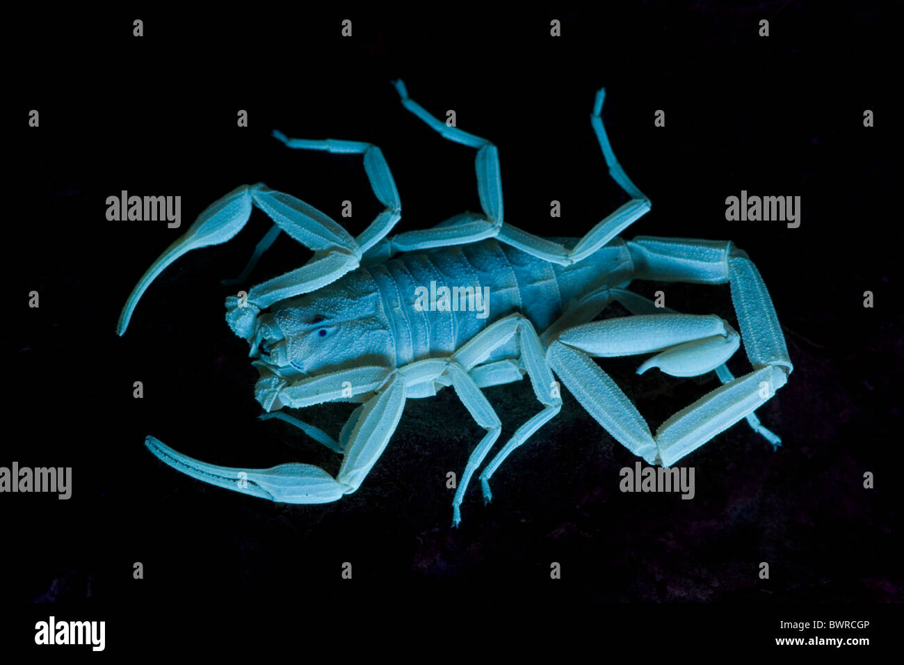 Corteccia Scorpion Centruroides exilicauda fotografati sotto luce UV Arizona USA Foto Stock