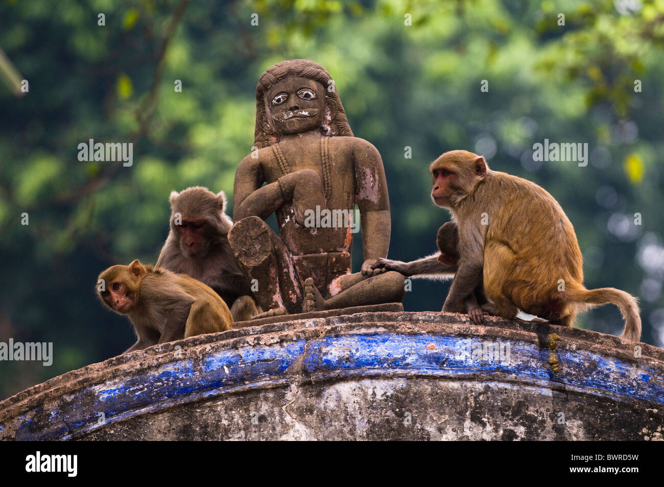 Le scimmie sono il vero re di Ayodhya, India. Foto Stock