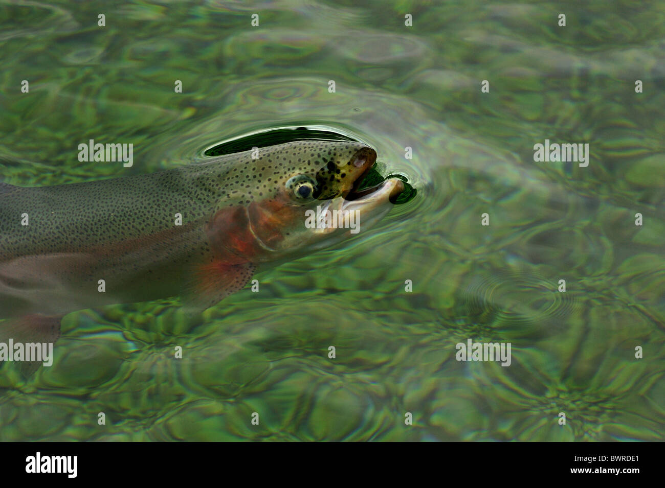 La trota iridea Oncorhynchus mykiss, captive Foto Stock