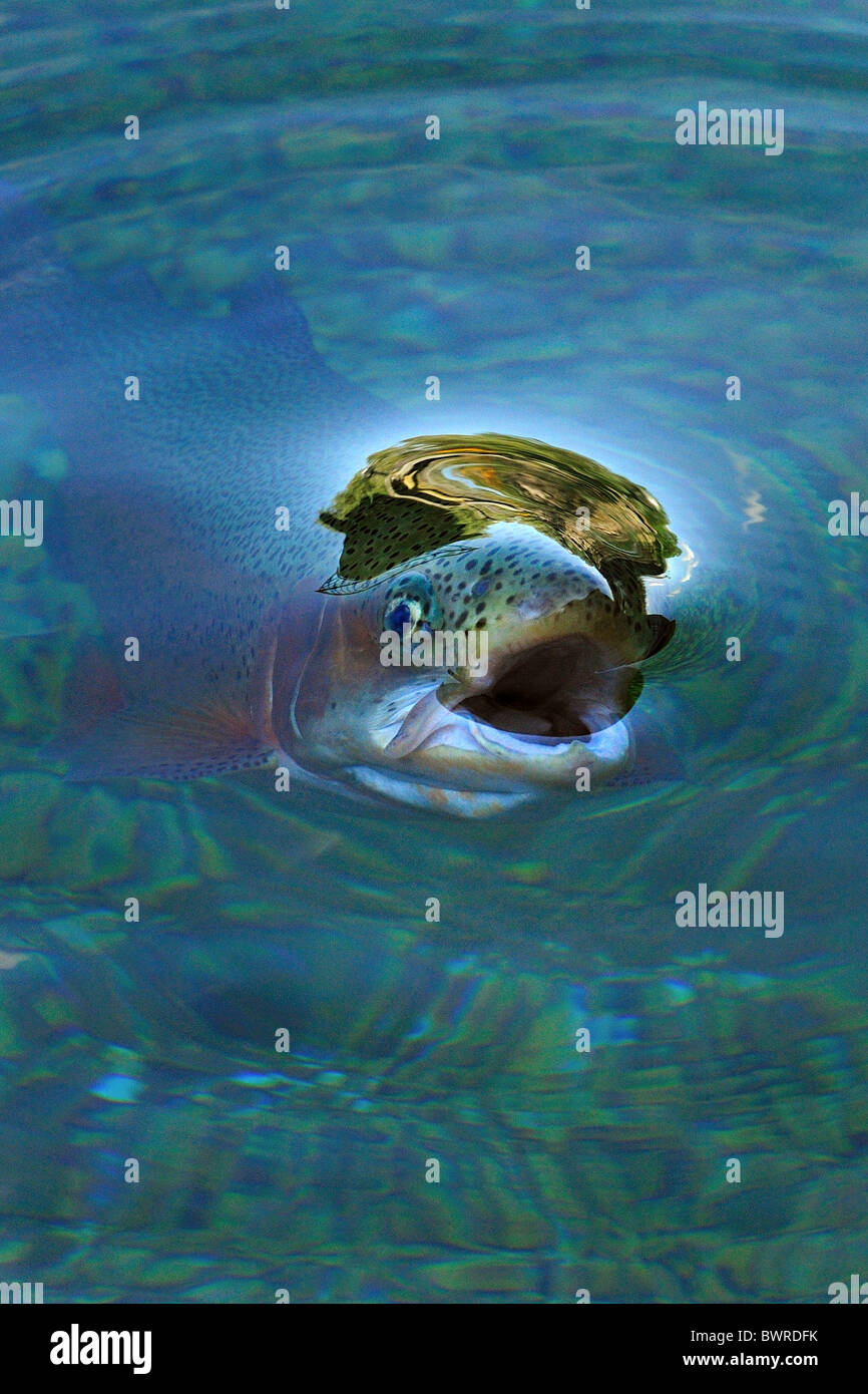La trota iridea Oncorhynchus mykiss, captive Foto Stock