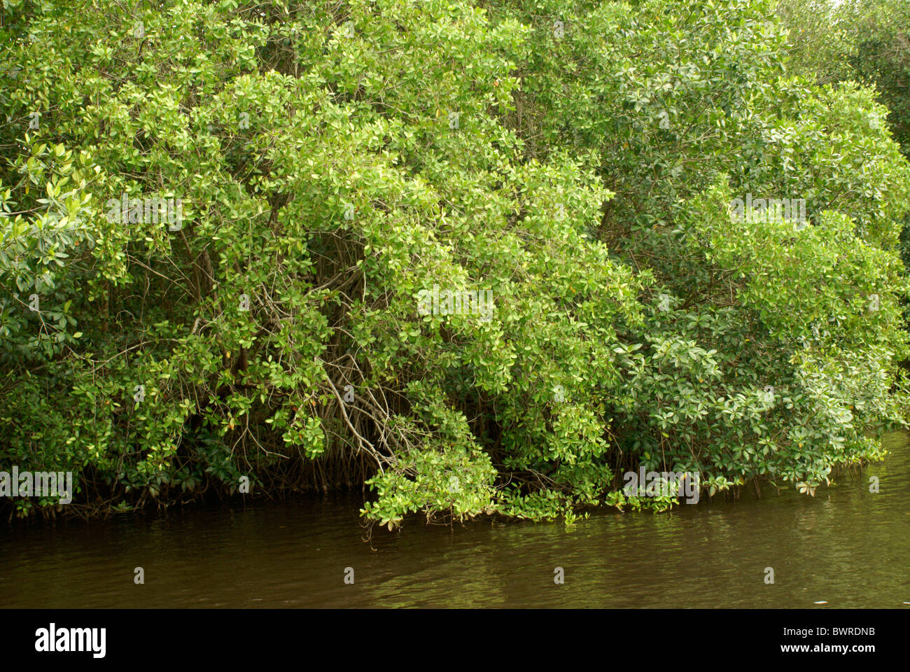 Mangrovie in Los Micos Laguna, Jeannette Kawas National Park, Punta Sal, tela, Honduras Foto Stock