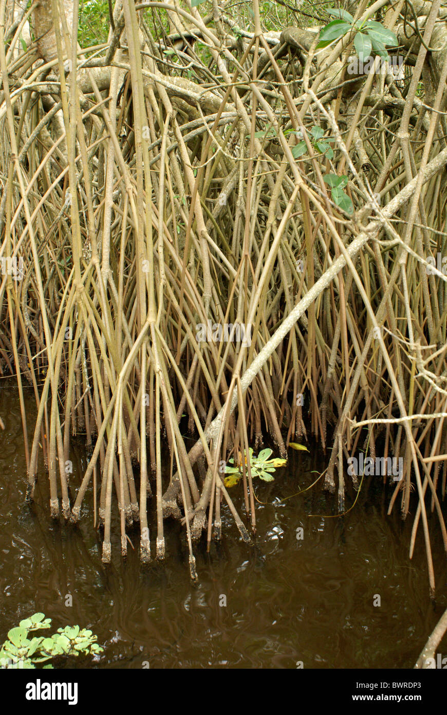 Le radici di mangrovia, n Los Micos Laguna, Jeannette Kawas National Park, Punta Sal, tela, Honduras Foto Stock