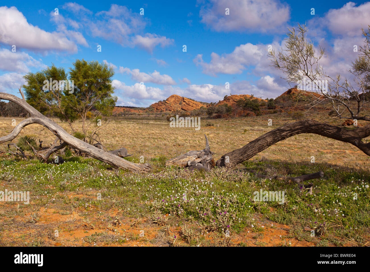 Rocky gamma rossa di hill, albero morto e fiori di campo in primo piano, Mutawintji National Park, New South Wales, Australia Foto Stock