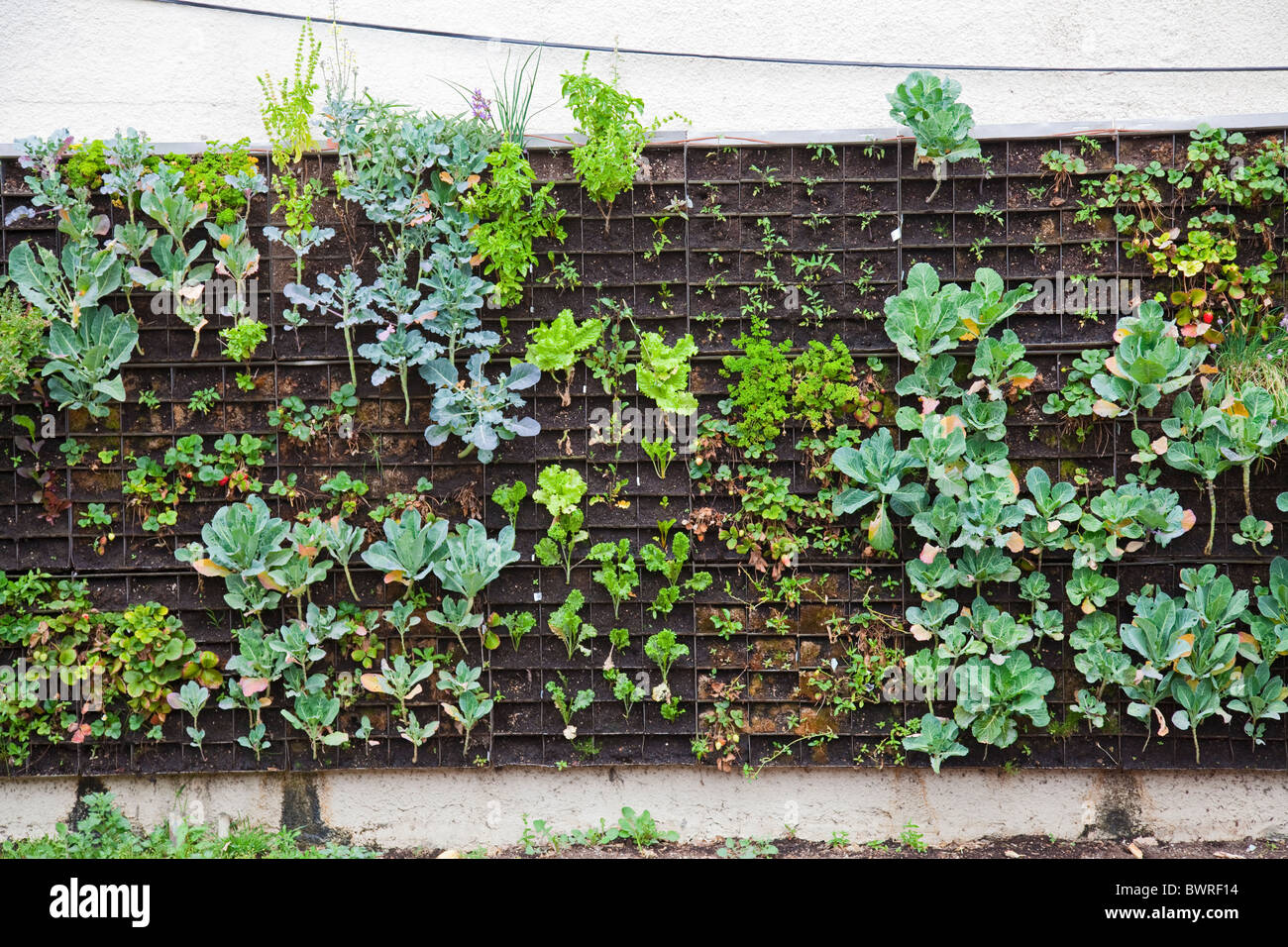 Il giardino commestibile parete (giardino verticale) creato da agricoltura urbana per il centro Weingart su skid row nel centro cittadino di Los Angeles. Foto Stock