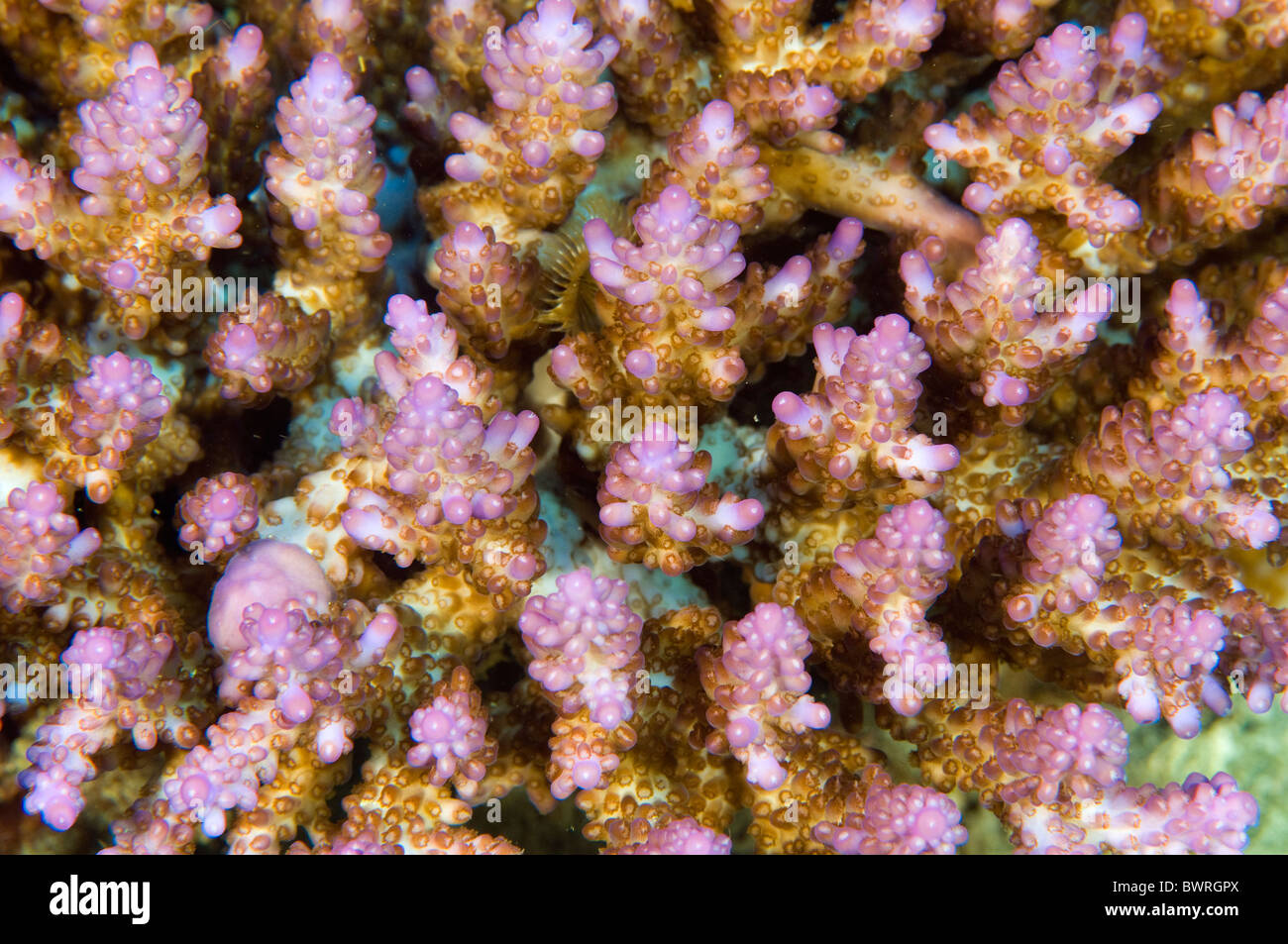 Colore della fluorescenza in una ramificazione di corallo duro, Raja Ampat Indonesia Foto Stock