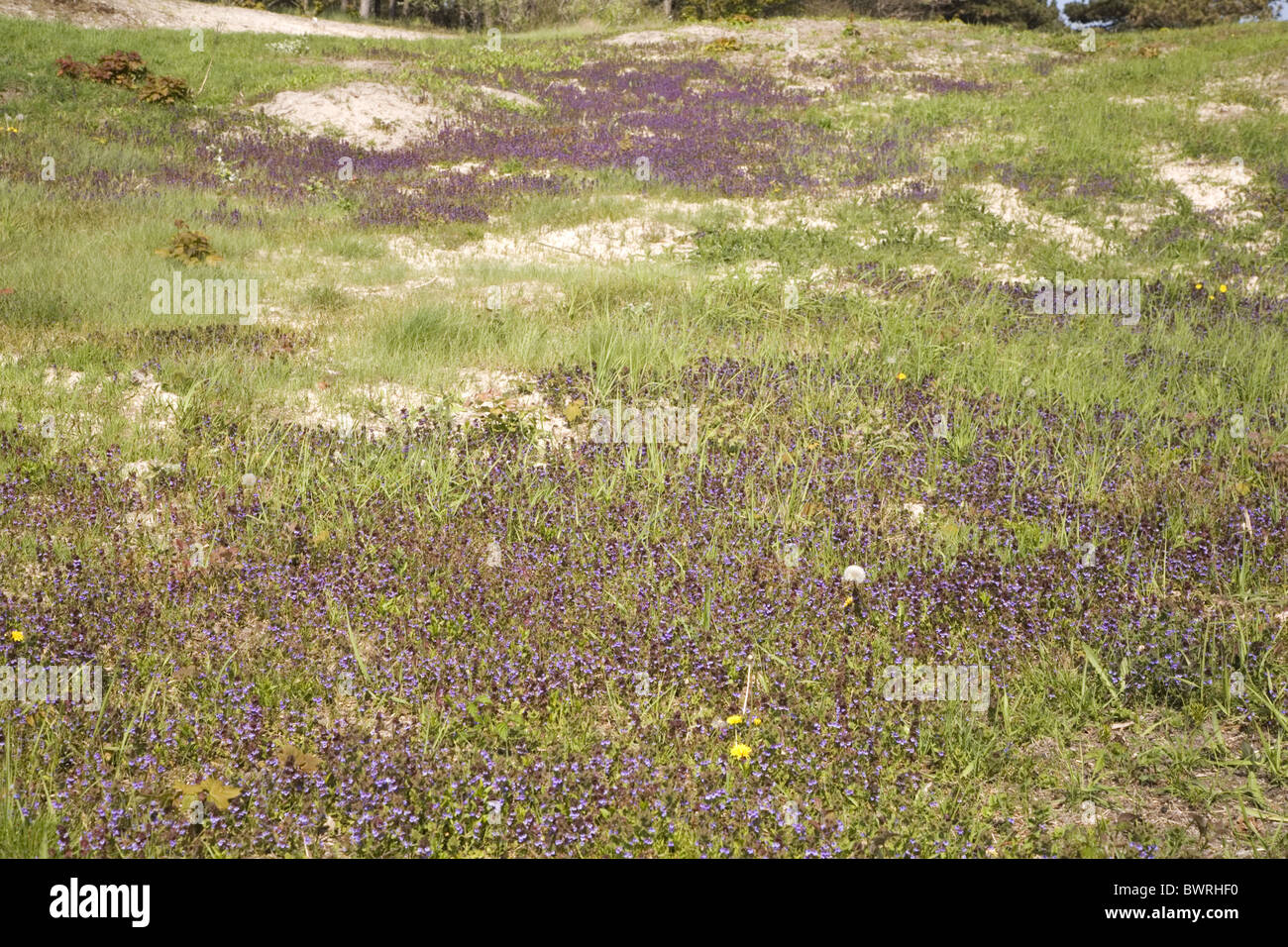 Vegetazione con numerosi fiori di terra-edera (Glechoma hederacea) nelle dune di Burgh-Haamstede, Paesi Bassi Foto Stock