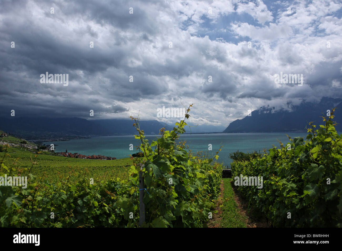 Svizzera Europa Lago di Ginevra sopra Rivaz villaggio all'aperto all'aperto al di fuori del paesaggio di montagna delle Alpi mountain Foto Stock