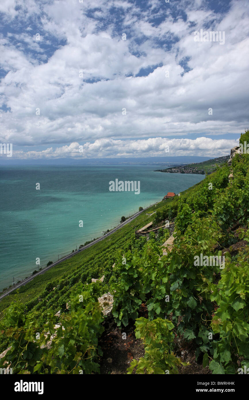 Svizzera Europa Lago di Ginevra sopra Rivaz villaggio all'aperto all'aperto al di fuori del paesaggio di montagna delle Alpi mountain Foto Stock