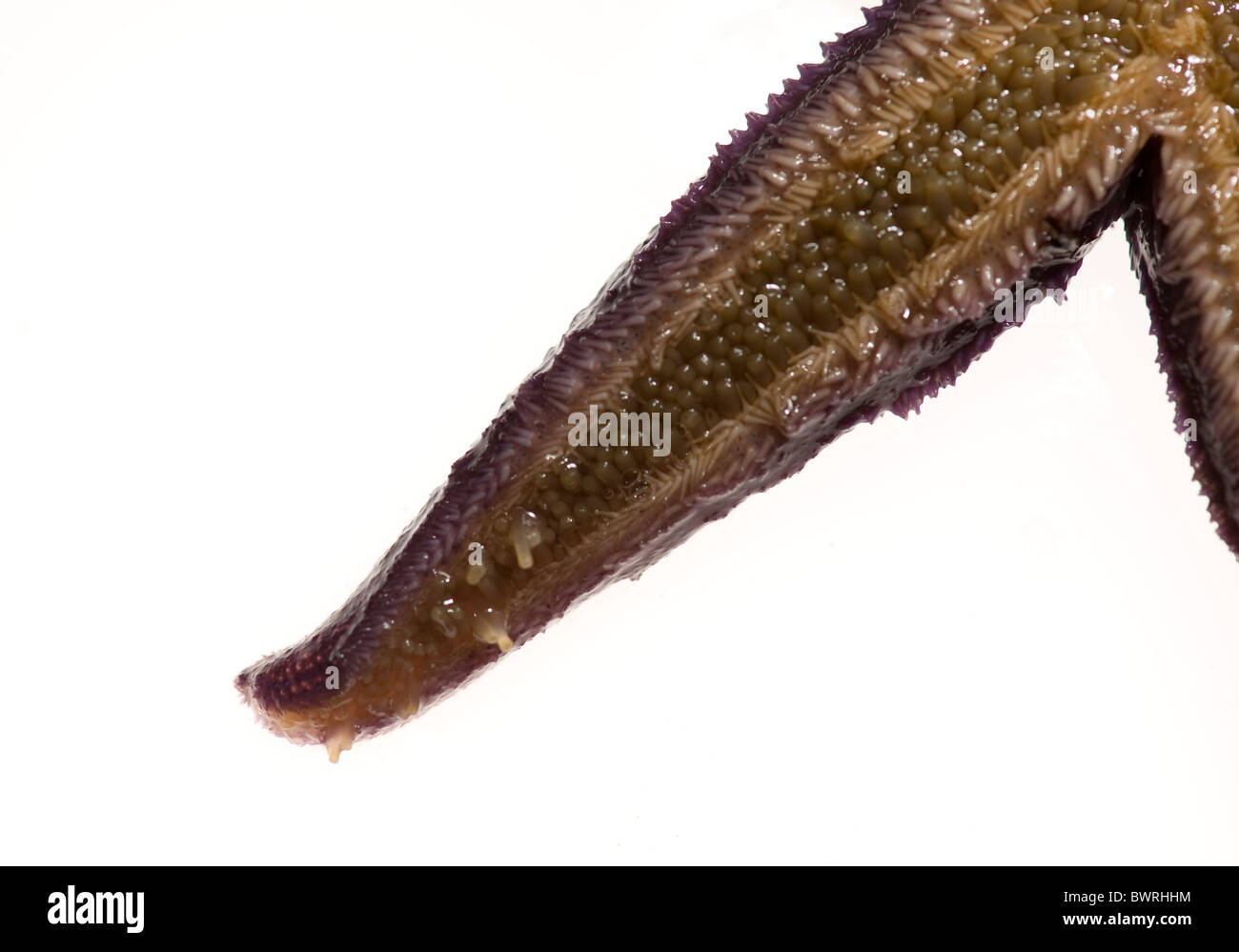 Comune di Stella del mare (Asterias rubens) Foto Stock