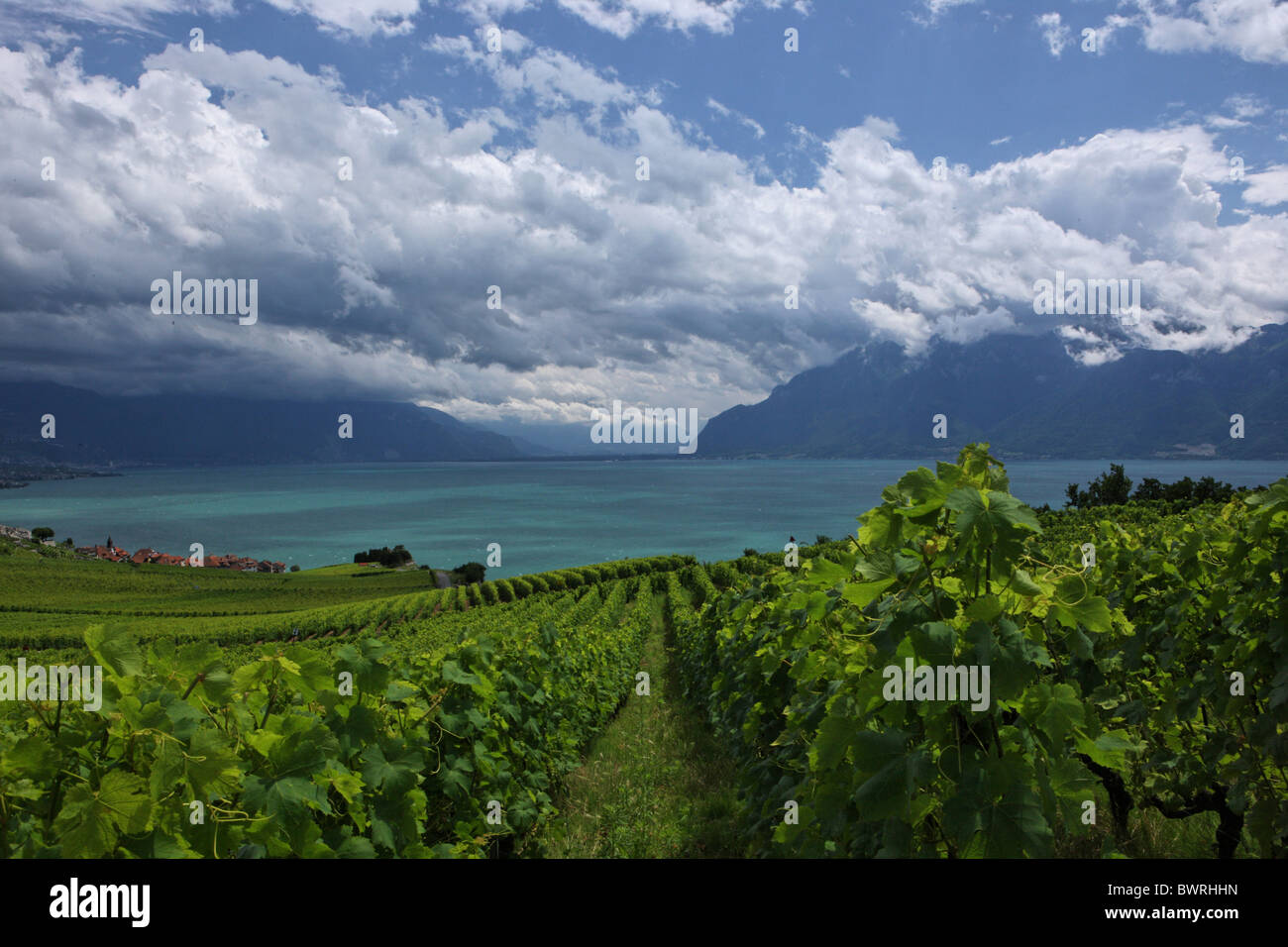 Svizzera Europa Lago di Ginevra sopra Rivaz villaggio all'aperto all'aperto al di fuori del paesaggio di montagna delle Alpi mountain Foto Stock