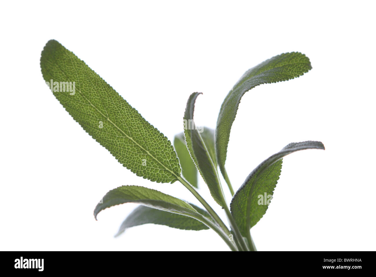 La salvia, Salbei, salvia, foglia,foglie, dettaglio, dettagli close-up Foto Stock