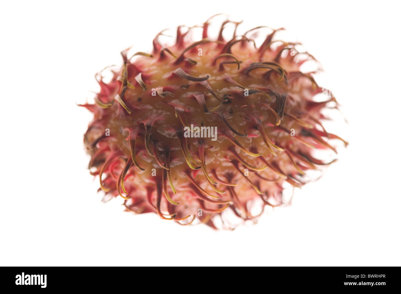 Kiwifruits, kiwi Foto Stock