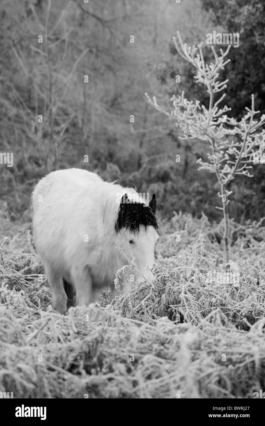 Cavallo sulla collina può GLOUCESTERSHIRE REGNO UNITO Europa Foto Stock