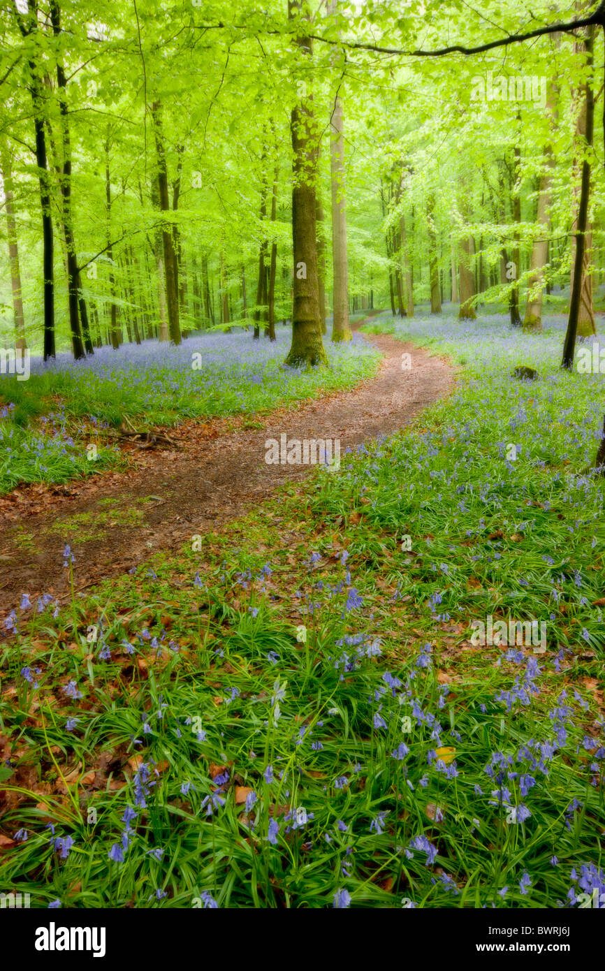 Bluebell a piedi Foresta di Dean GLOUCESTERSHIRE REGNO UNITO Europa Foto Stock
