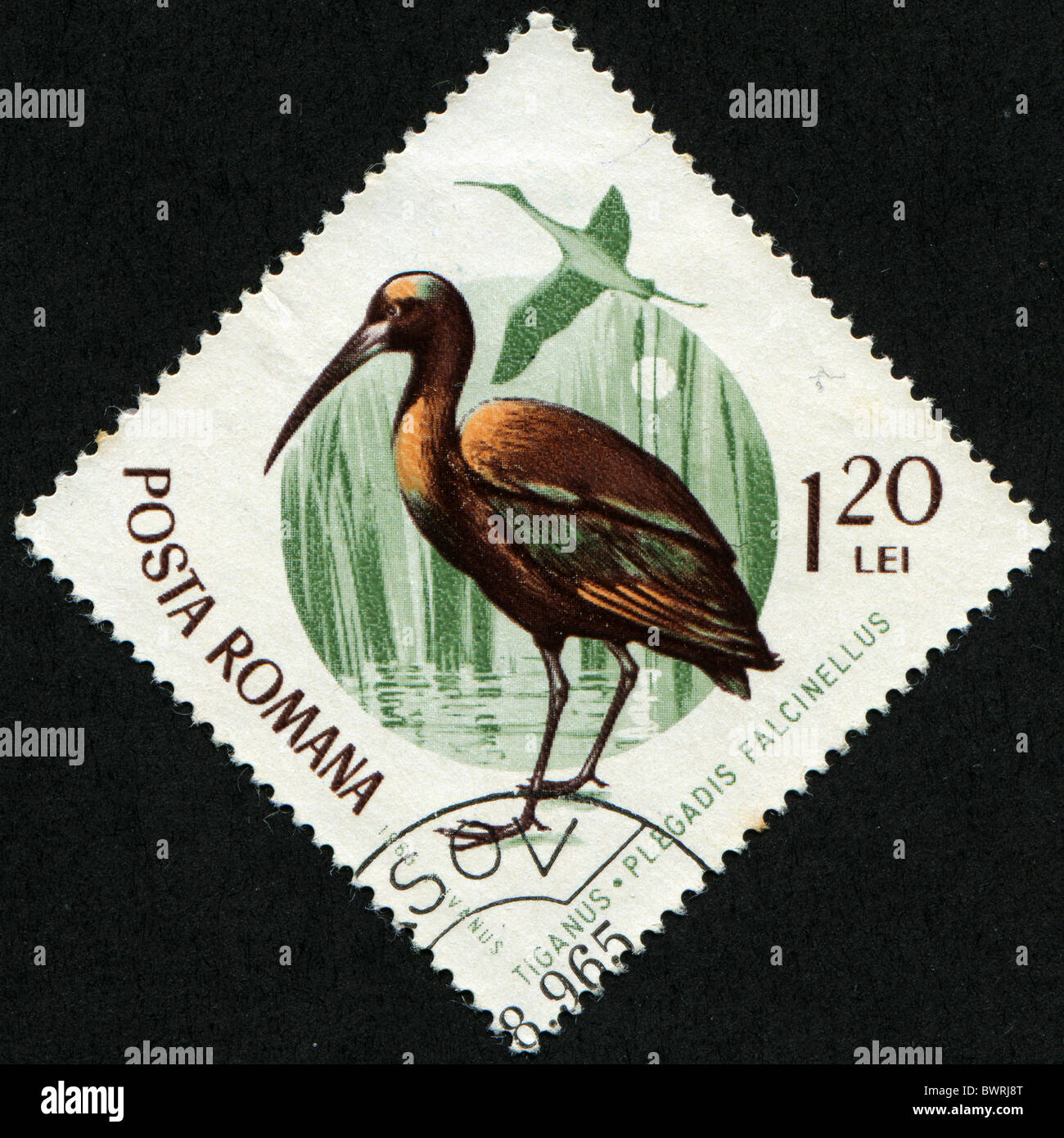 ROMANIA - circa 1965: un timbro stampato in Romania mostra ibis lucido - Plegadis falcinellus, circa 1965 Foto Stock
