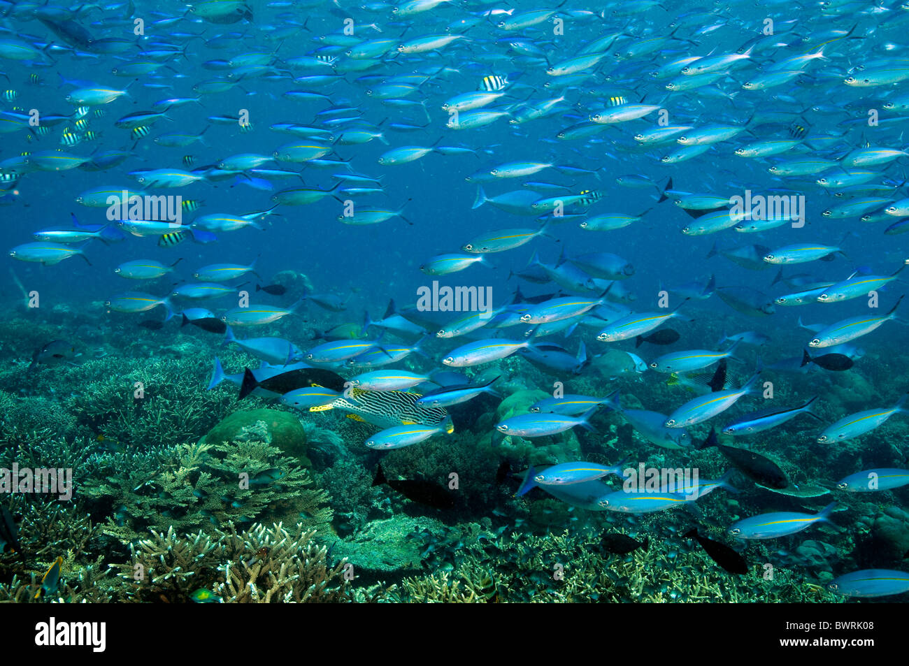 Fusiliers e nuoto surgeonfishes sulla barriera corallina Raja Ampat Indonesia Foto Stock