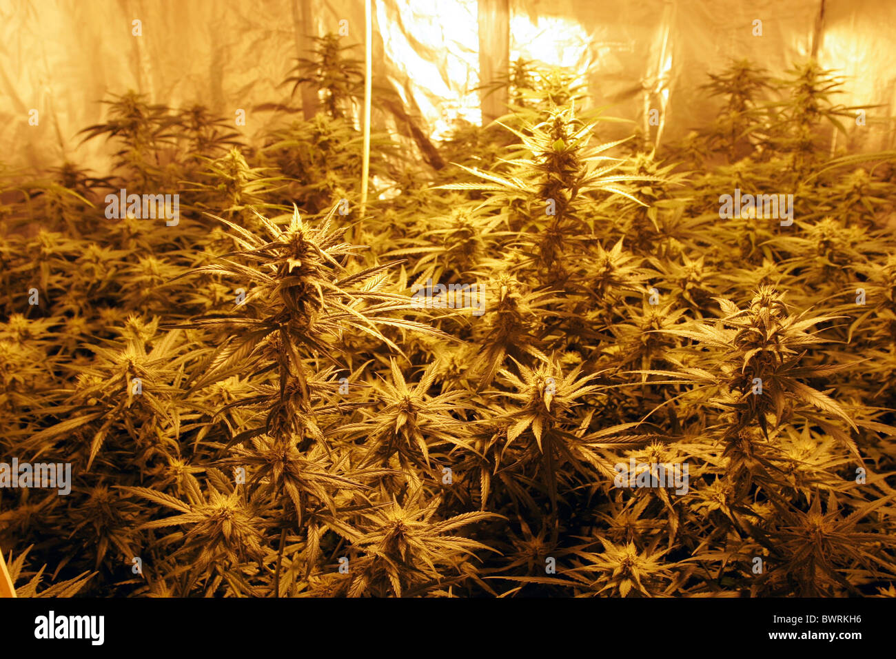 IIIegal coltivazione di cannabis nel Regno Unito Foto Stock