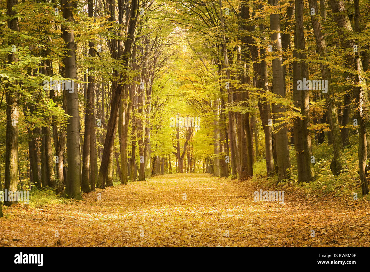 La calce aley in autunno a colori Foto Stock