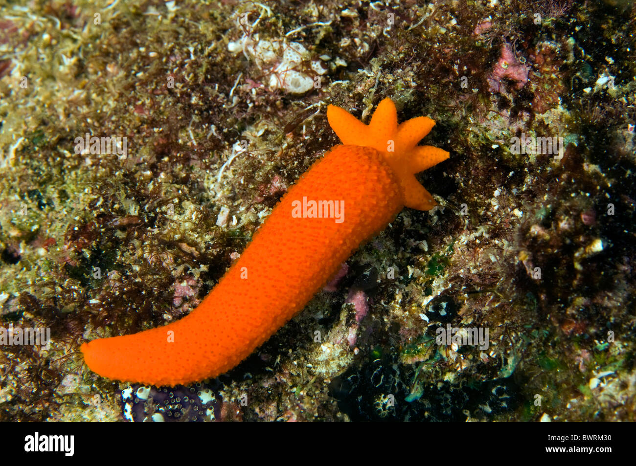 Starfish si rigenera da un braccio Raja Ampat Indonesia Foto Stock