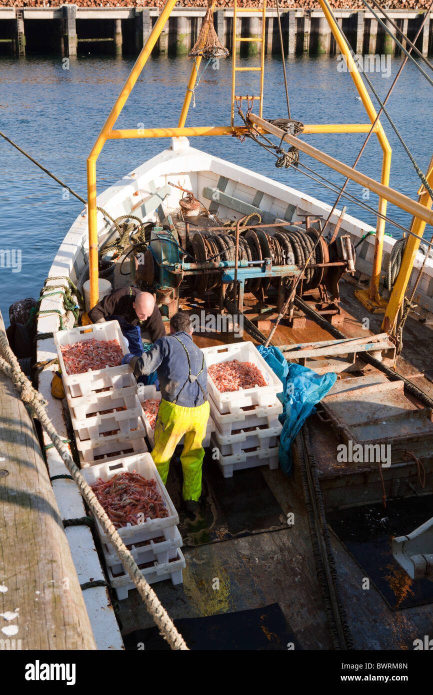 Una barca da pesca sbarco una dichiarazione delle catture di gamberi nel porto di Campbeltown sulla penisola di Kintyre, Argyll & Bute, Scozia Foto Stock