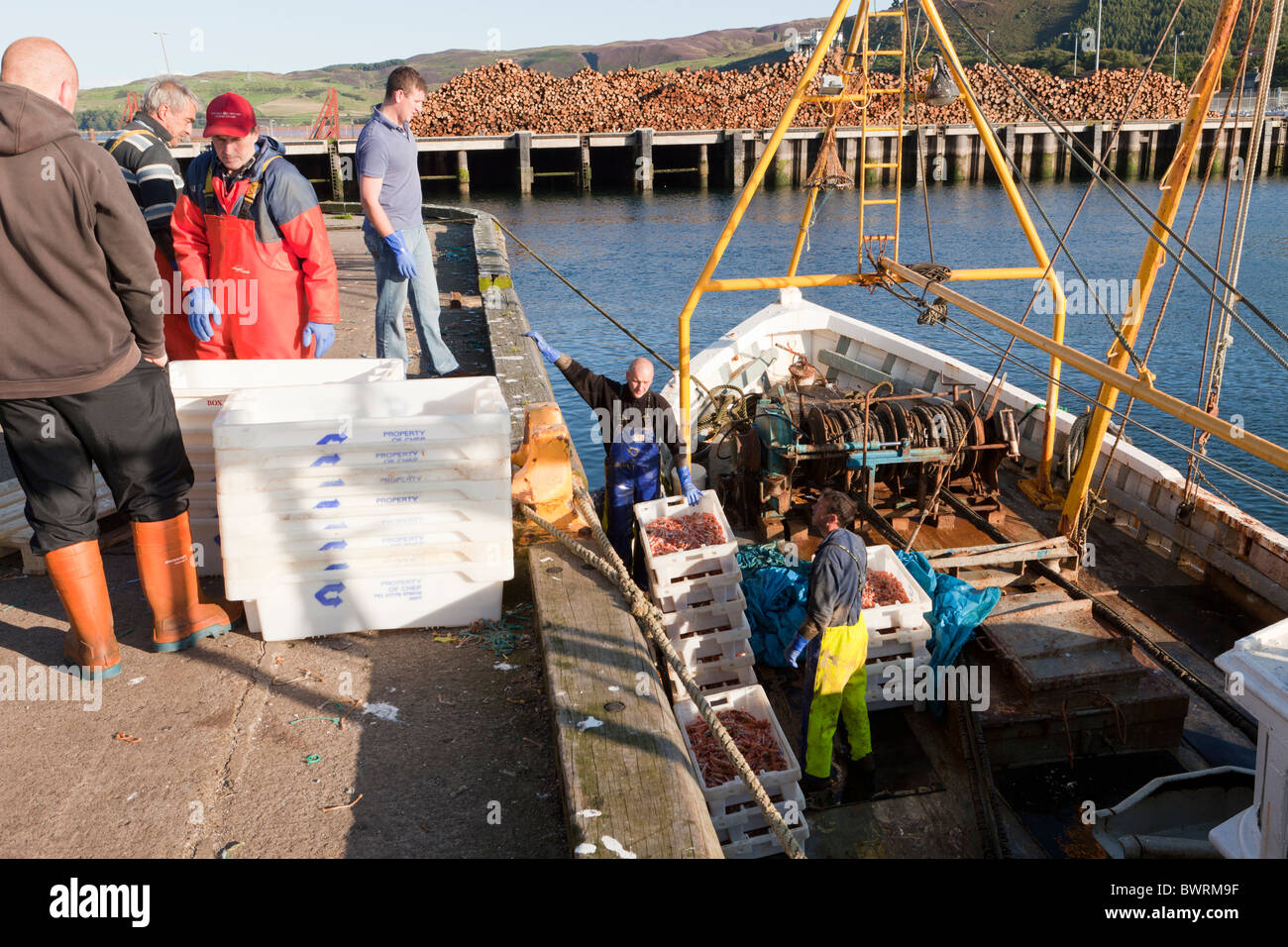 Una barca da pesca sbarco una dichiarazione delle catture di gamberi nel porto di Campbeltown sulla penisola di Kintyre, Argyll & Bute, Scozia Foto Stock