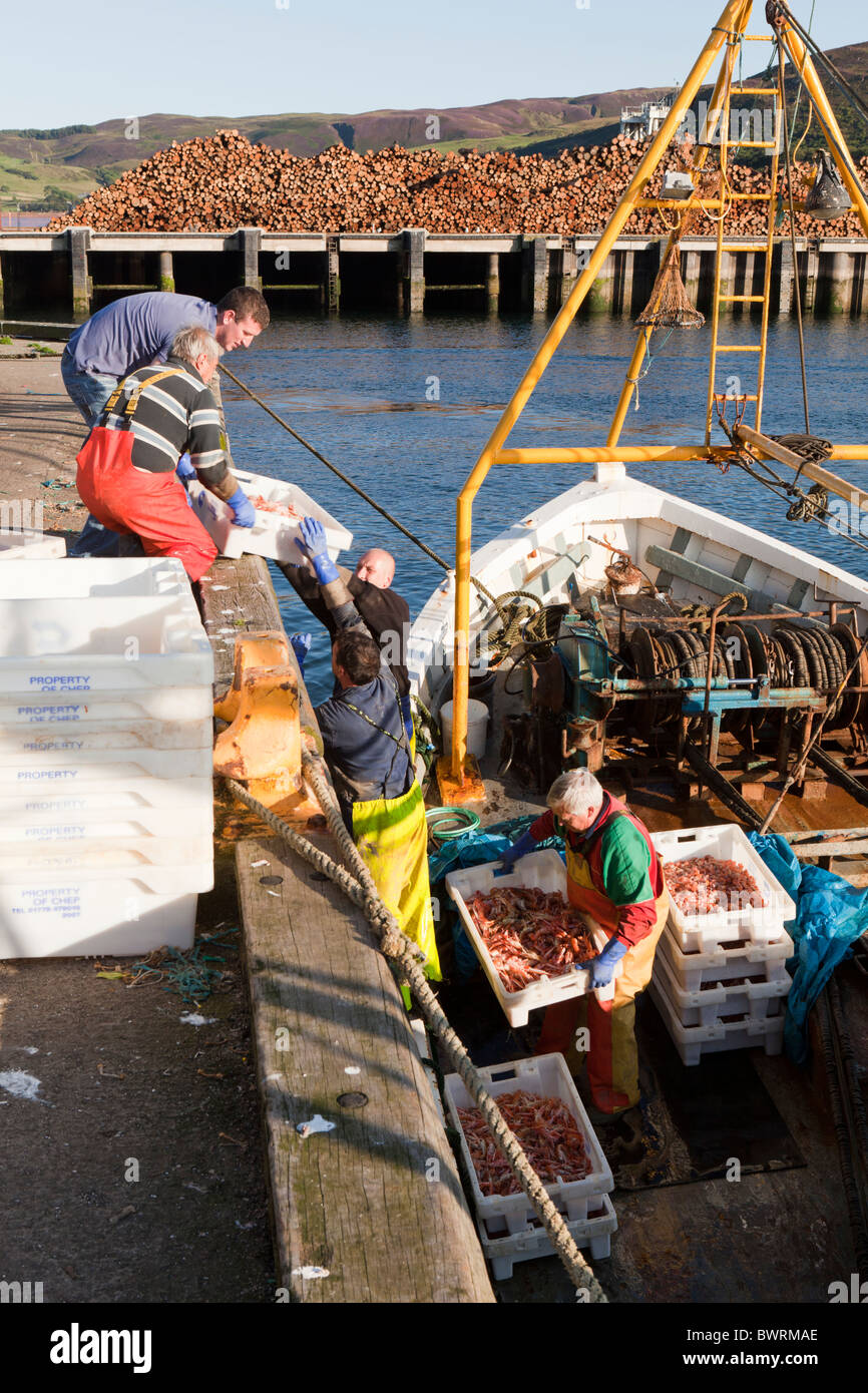 Una barca da pesca sbarco una dichiarazione delle catture di gamberi nel porto di Campbeltown sulla penisola di Kintyre, Argyll & Bute, Scozia Foto Stock
