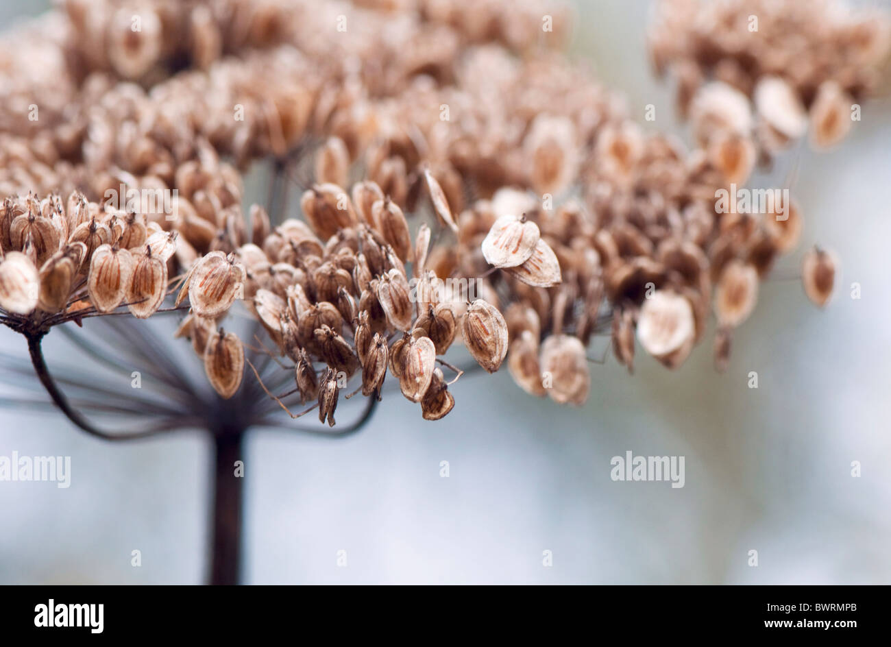 Hogweed seme head Heracleum sphondylium - Hogweed comune Foto Stock