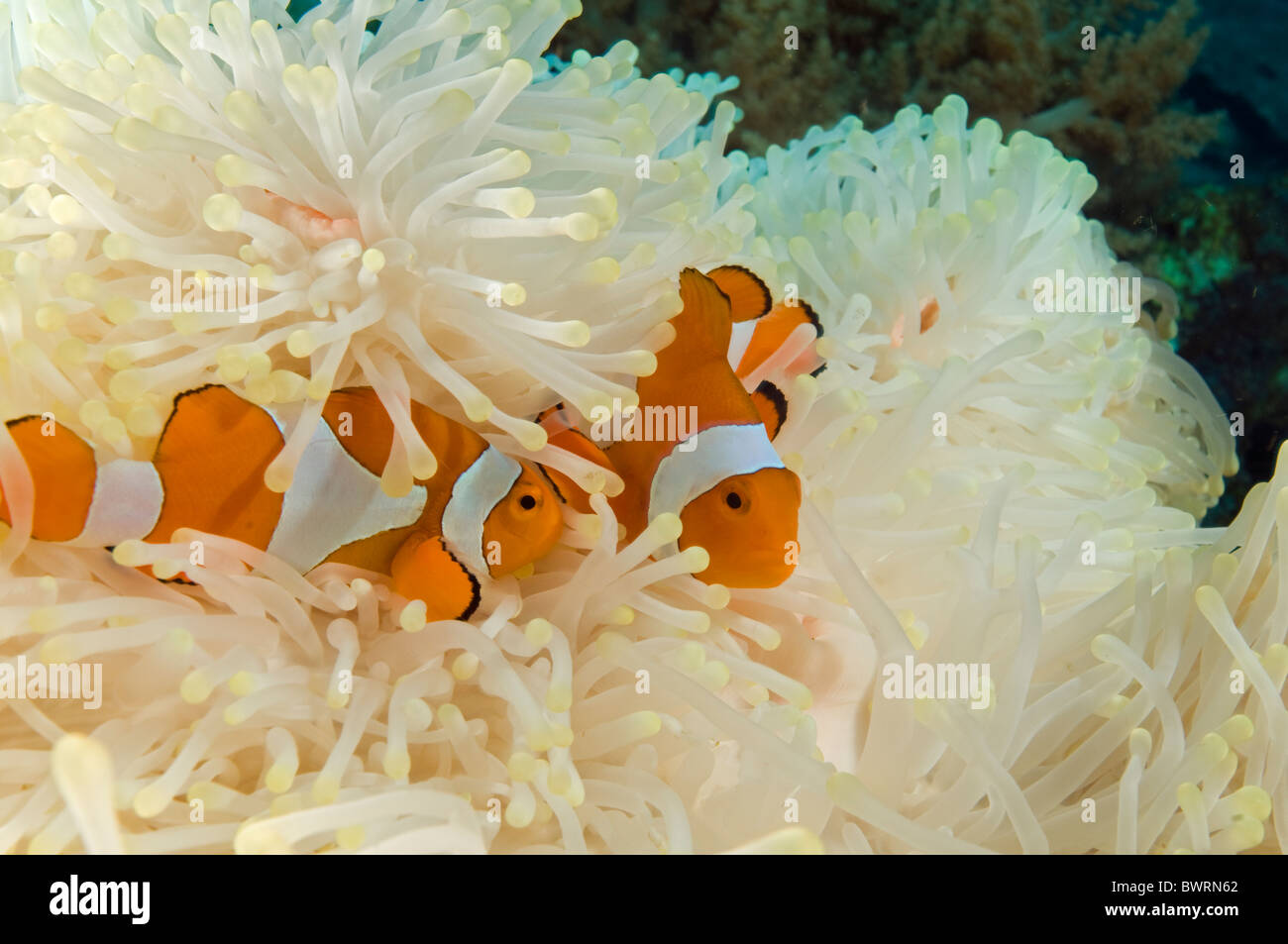 Clownfishes, Amphiprion ocellaris, in un anemone sbiancato Raja Ampat Indonesia Foto Stock