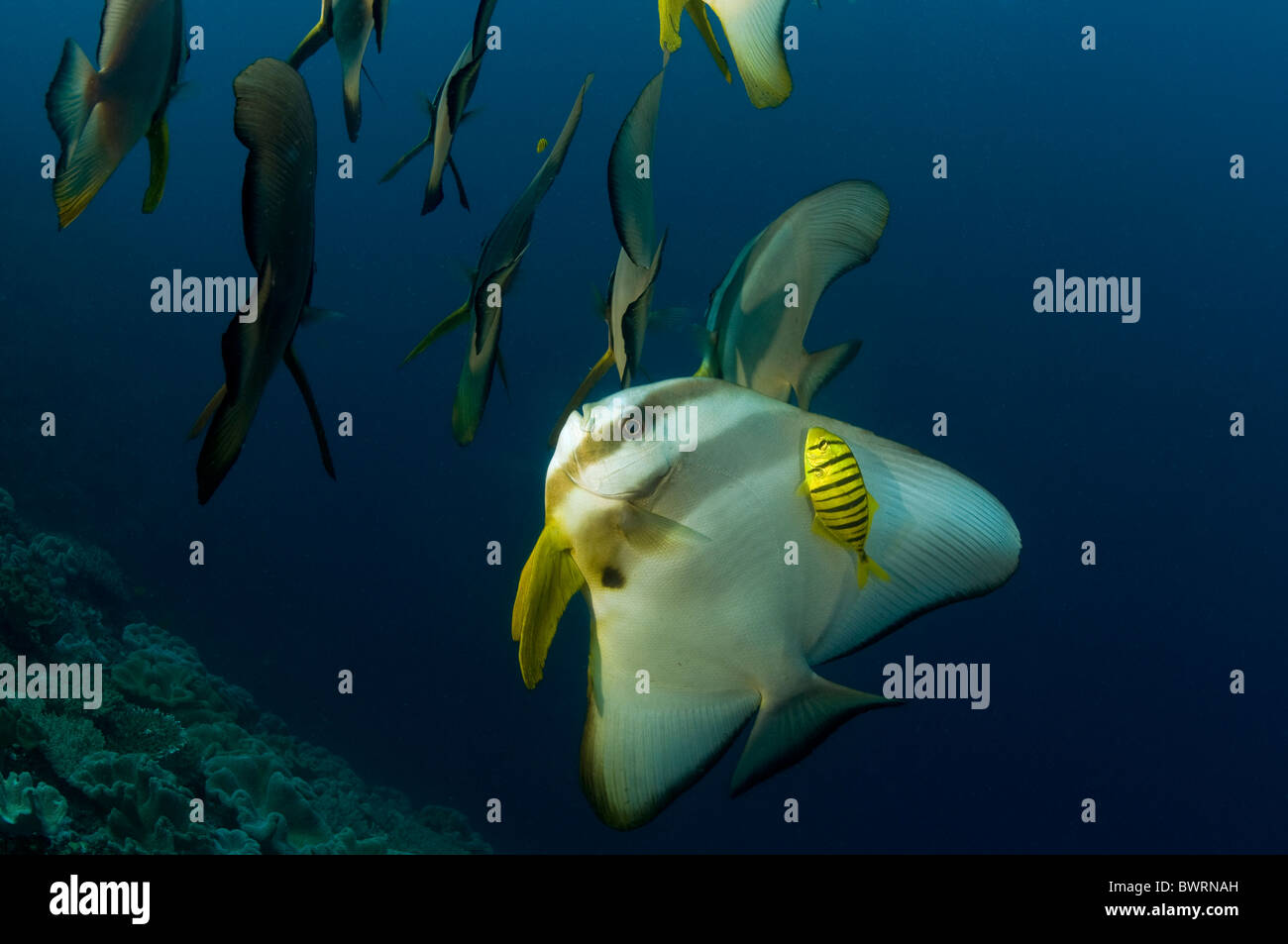 Batfish, Platax teira, con un carango, Gnathanodon speciosus Raja Ampat Indonesia Foto Stock