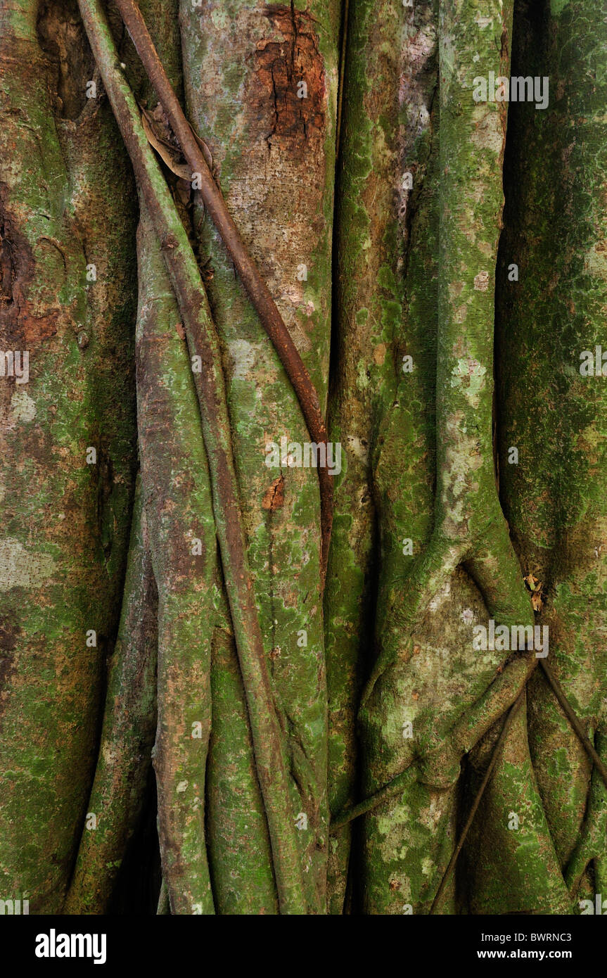 Ficus Benjamin di Fig (Ficus benjamina), Gilimanuk foresta monsonica, Bali National Park, Indonesia, Asia Foto Stock