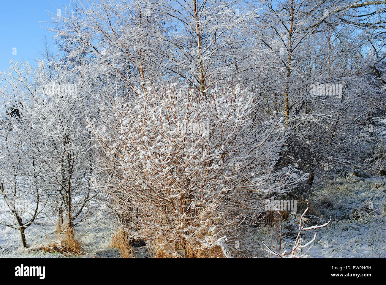 Neve in una piccola foresta Foto Stock