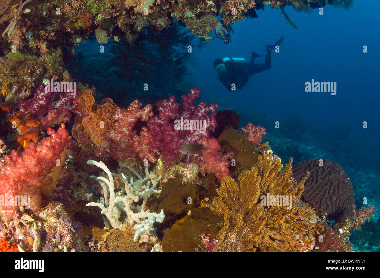 Reef scenic Raja Ampat Indonesia Foto Stock