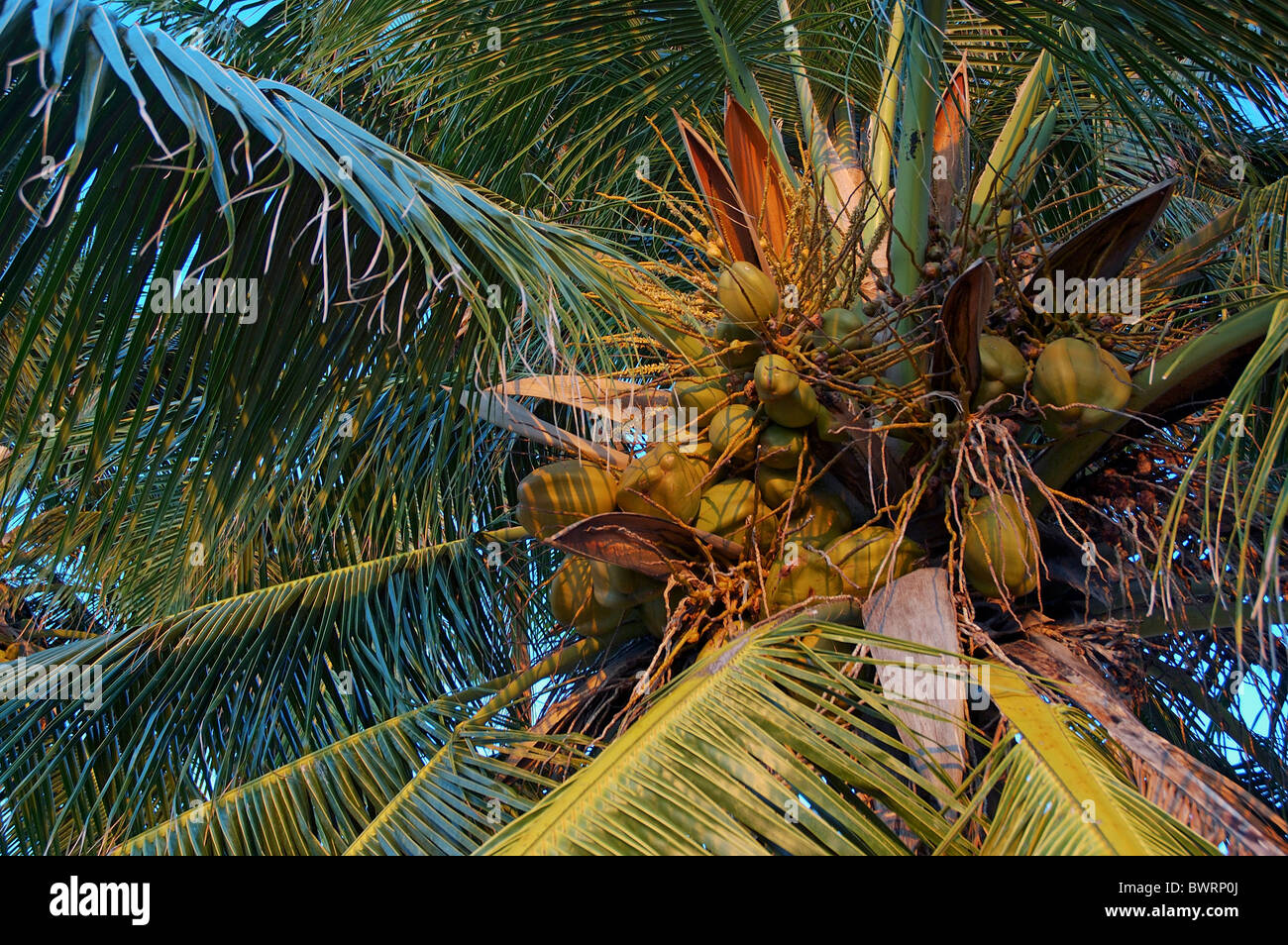 Noci di cocco che cresce su un albero di palma, Maldive. Foto Stock