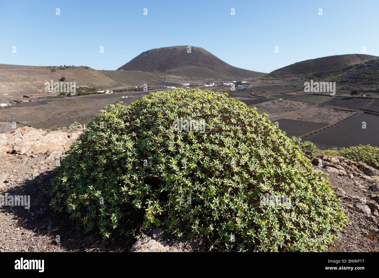 Balsamo (Euforbia Euphorbia balsamifera), Lanzarote, Isole Canarie, Spagna, Europa Foto Stock