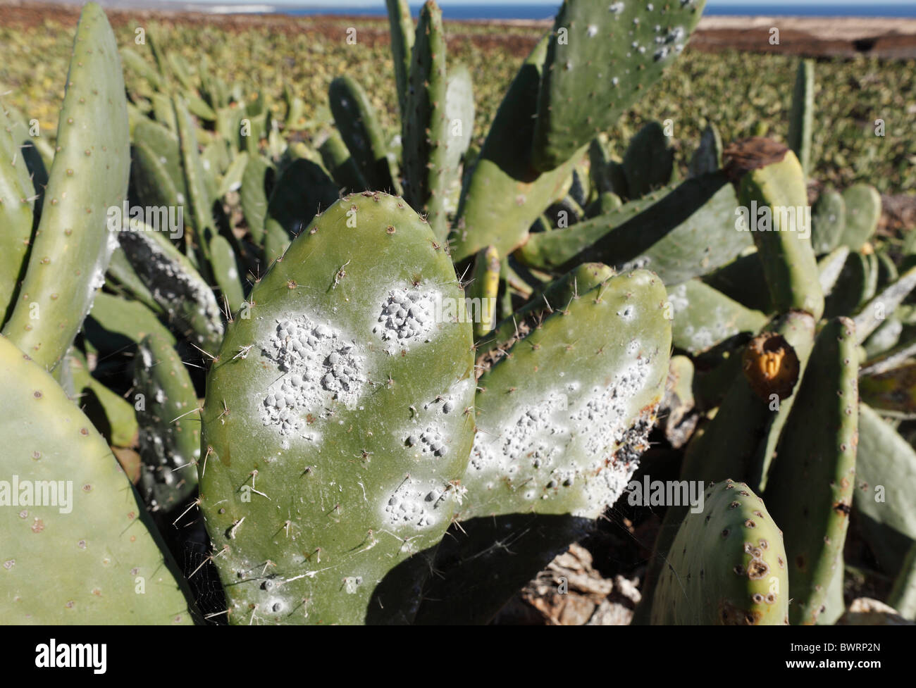 Cocciniglia (Dactylopius coccus) sul fico d'India (Opuntia ficus-indica), Lanzarote, Isole Canarie, Spagna, Europa Foto Stock