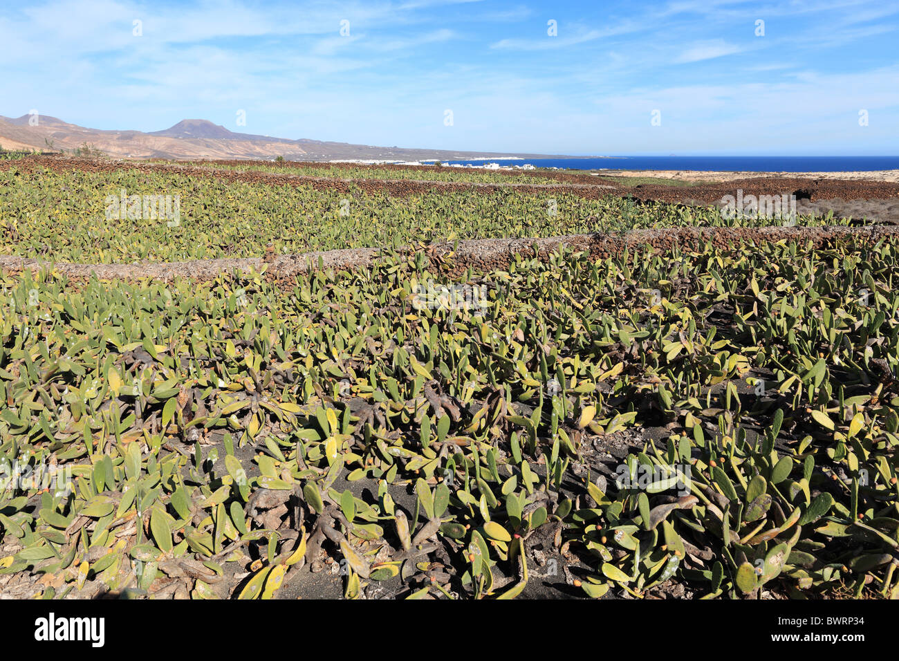 Piantagione di fico d'India (Opuntia ficus-indica), Lanzarote, Isole Canarie, Spagna, Europa Foto Stock